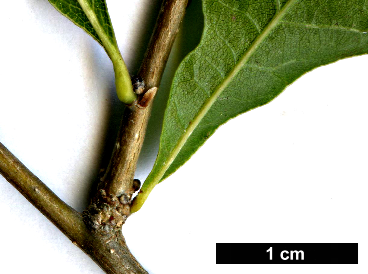 High resolution image: Family: Fagaceae - Genus: Quercus - Taxon: sinuata - SpeciesSub: var. breviloba